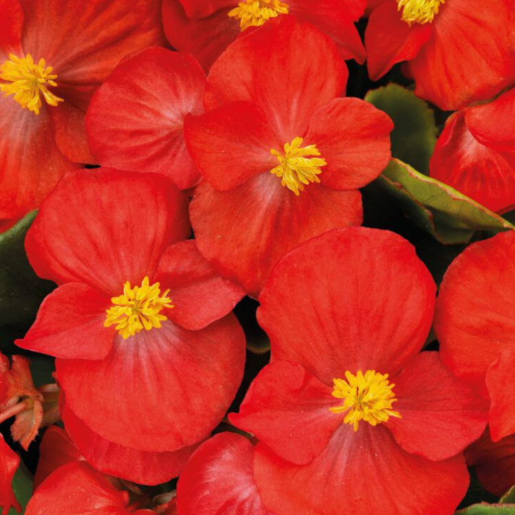 Begonia Semperflorens Sprint Plus "Red" - во саксија Ø9
